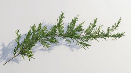 A sprig of rosemary suspended midair