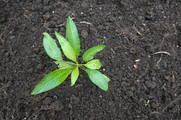 Pepino dulce seedling growing in fertile soil, gardening and agriculture concept