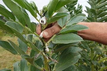 Farmer checking black aphids infestation on broad bean plant in garden