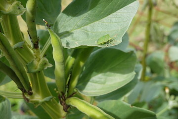 Green stink bug perched on a broad bean plant leaf