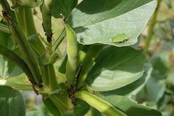 Green stink bug perched on broad bean plant leaf