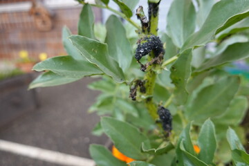 Black bean aphids infesting a broad bean plant in a garden