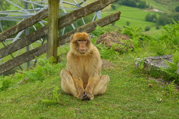 Barbary macaque sitting on grass in its enclosure at monkey world