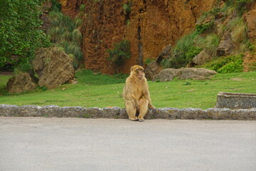 Barbary macaque monkey sitting on a low wall in a park