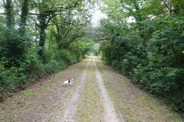 Obraz premium Small dog walking on a path through green forest