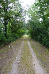 Small dog walking on a path through green forest