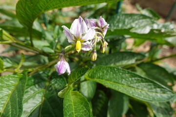 Pepino dulce melon pear plant showing flowers and green leaves