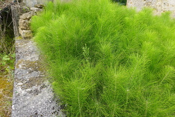 Equisetum growing wild near old concrete wall