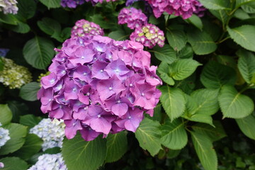 Fototapeta premium Purple hydrangea macrophylla blooming in garden with green leaves