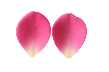 Pink rose petals together isolated on transparent background
