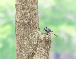 Blue Jays at nesting site in a tree hollow at West Point Dam recreational area in Alabama.