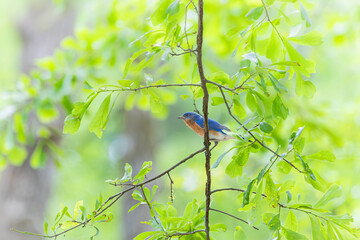 Blue Jay perched in a small tree at West Point Dam In Alabama.