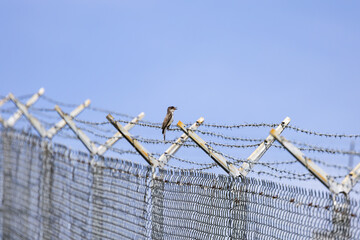 Swallow sitting on a barb wire fence at West Point Dam in Alabama.