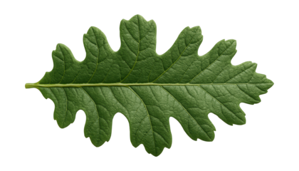 Deeply lobed oak leaf with rough texture and pronounced midrib