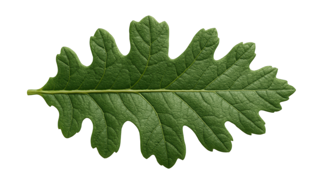 Deeply lobed oak leaf with rough texture and pronounced midrib - Powered by Adobe