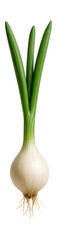 Fototapeta premium Spring onion bulb with a small, elongated shape and green, tubular leaves