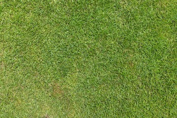Close-up view of vibrant green grass, ideal for backgrounds and nature-themed designs.