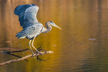 A Great Blue Heron perches gracefully on a branch over calm water, bathed in warm golden light. Perfect for nature, wildlife, or tranquil outdoor themes.