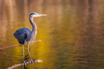 A Great Blue Heron perches gracefully on a branch over calm water, bathed in warm golden light....