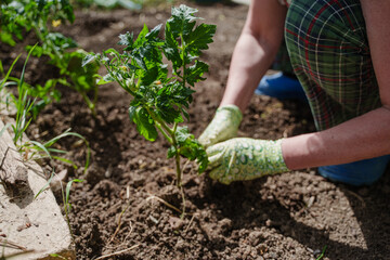 A woman plants tomatoes in the ground.