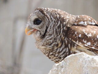close up of an owl