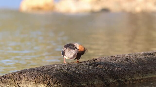Common merganser hen (Mergus merganser) preening on a log at Bucks Lake in Plumas County, California, bathed in golden morning light on calm water.