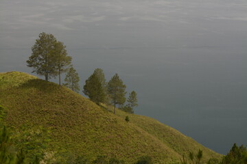 Obraz premium Grassy Hill with Pine Trees Overlooking Misty Lake Toba
