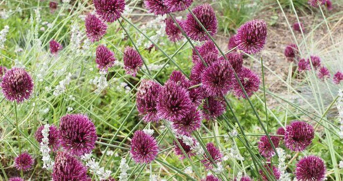 Allium sphaerocephalon | Ail sph&eacute;roc&eacute;phale - Ail &agrave; t&ecirc;te ronde - Ail d'ornement. Floraison mellif&egrave;re rouge bordeaux de forme ovo&iuml;des sur fines tiges &agrave; saveur piquante attirant les pollinisateurs