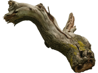 Old gnarly tree trunk isolated against a white background, highlighting its weathered bark and extending branches
