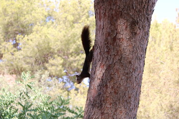 squirrel on a tree