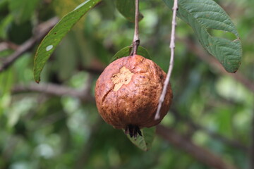 Guava on Branch: A close-up view of a ripe guava fruit hanging from a tree branch, its textured...