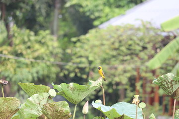 Yellow Bird on Lotus Leaf: A vibrant yellow bird perches delicately on a large lotus leaf, amidst a serene backdrop of lush green foliage.