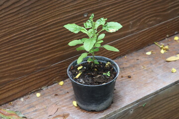 Basil Plant in Pot: A vibrant basil plant flourishes in a black pot, set against a weathered wooden...