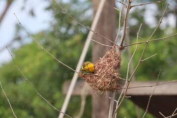Bird's Haven: A weaver bird meticulously constructing its intricate nest amidst the branches, a...