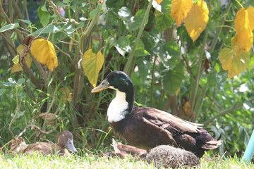 Duck Family in Greenery: Capturing the serenity of nature, a duck family enjoys the shade beneath...