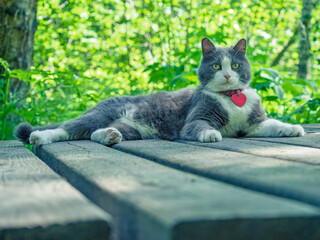 Domestic cat walking outdoor on the street with a collar