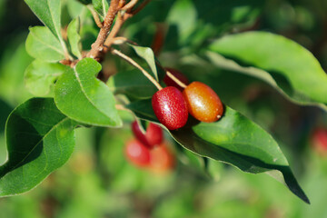 A close-up of a branch with leaves and unripe Elaeagnus berries, showing the transition of colors...