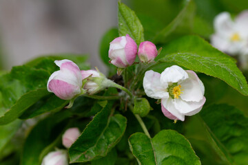 Flowering tree. Apple tree branch with flowers on a blurred background
