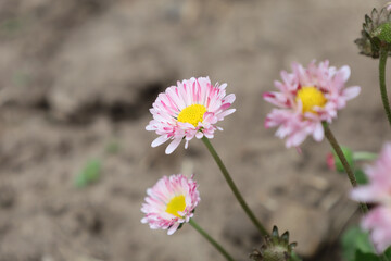 A close-up of several pink daisies growing on a gray ground. Their delicate white-pink petals with...