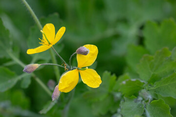 Celandine (Chelidonium majus) with leaves and yellow flowers, growing in the wild close up