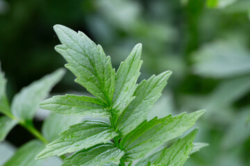 Valerian (Valeriana officinalis). Close-up of the green leaves of valerian, a medicinal herb.