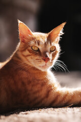 Ginger cat sitting in the sun, cat face close-up