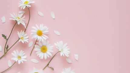 Naklejka premium Minimalist White Daisy Chamomile on Pale Pink Background: Petal Contrast, Soft Aesthetic, and Floral Design Harmony
