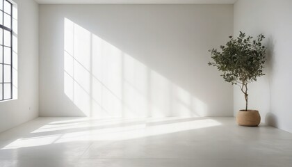 Minimalist interior with sunlight and potted plant