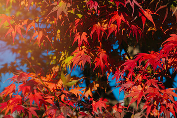 Vibrant Red and Orange Maple Leaves Against a Clear Blue Sky in Autumn Season