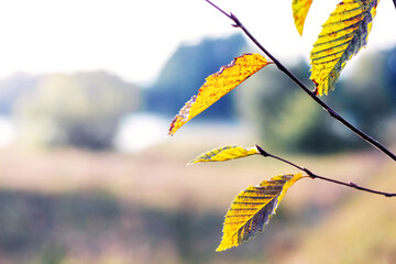 Relaxing autumn panorama with golden leaves on branch under soft diffused sunlight creating...