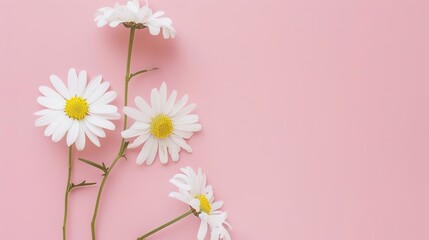 Minimalist White Daisy Chamomile on Pale Pink Background: Petal Contrast, Soft Aesthetic, and Floral Design Harmony