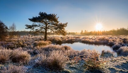 a wintery scene in the new forest at sunrise with a pond and small tree in the foreground and large in tree in the mid ground the sun is just over the horizon lighting the frosty heather and grasses