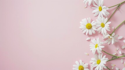 Minimalist White Daisy Chamomile on Pale Pink Background: Petal Contrast, Soft Aesthetic, and Floral Design Harmony