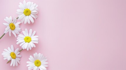 Minimalist White Daisy Chamomile on Pale Pink Background: Petal Contrast, Soft Aesthetic, and Floral Design Harmony